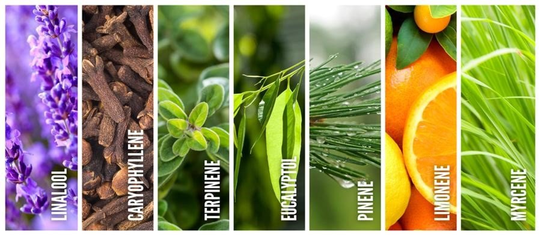 Finding your perfect high with terpenes