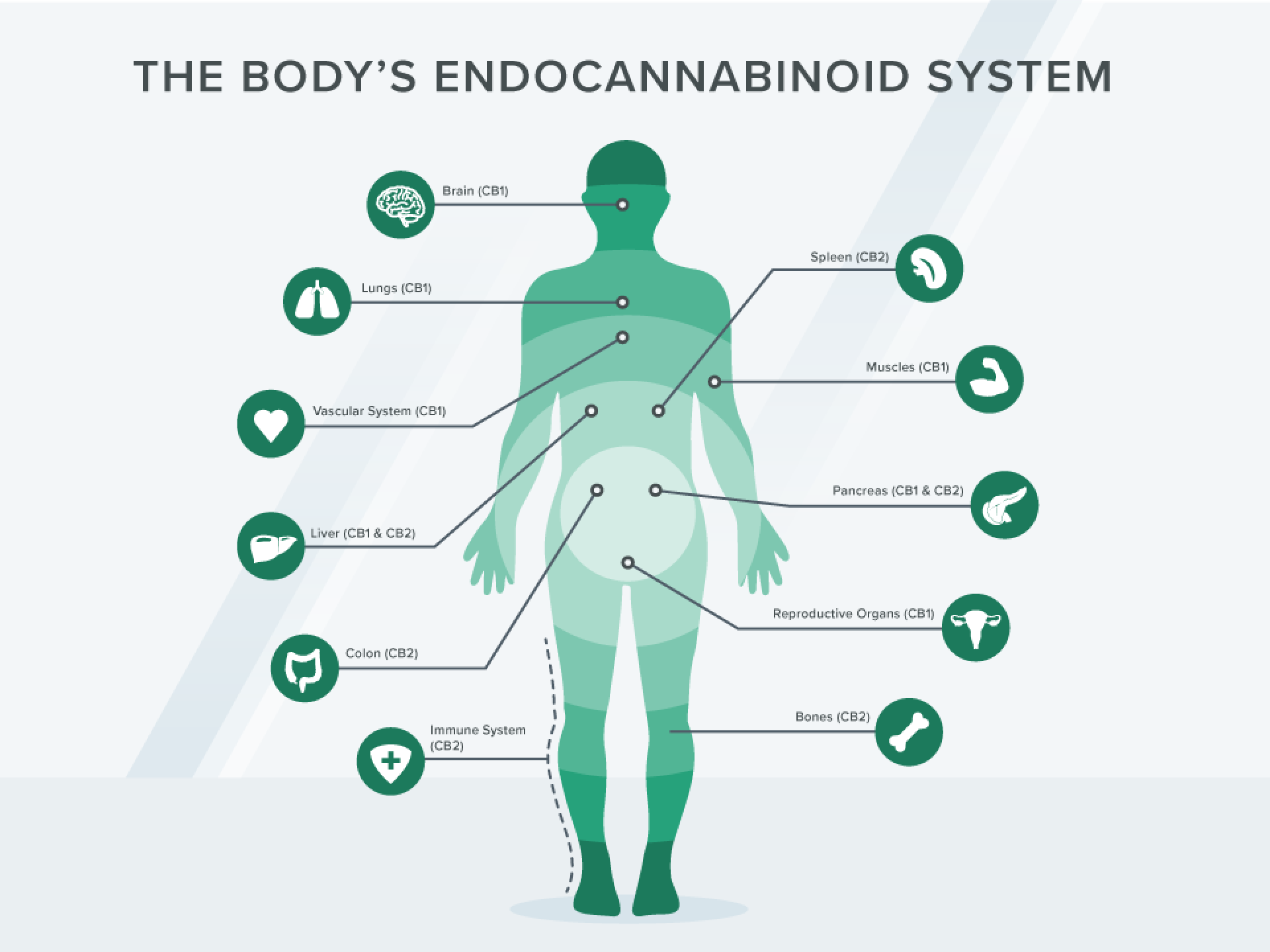 Understanding cannabinoids