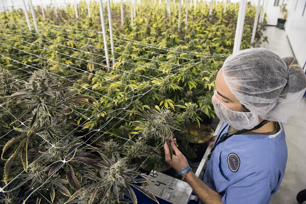 Cannabis Compliance Guide: Understanding Seed-to-Sale Tracking