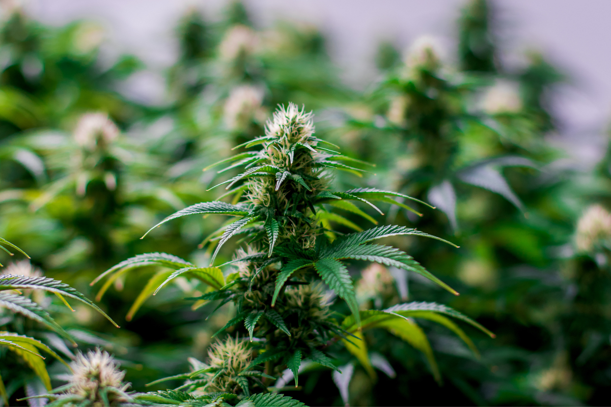 Cannabis in 2023: A Make it or Break it Year