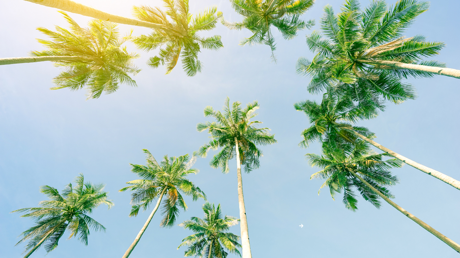 Guide to Cashless Payments for Florida Cannabis Businesses