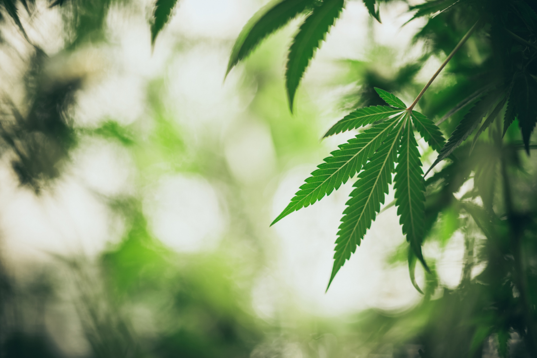 Compliance for Cannabis Retailers