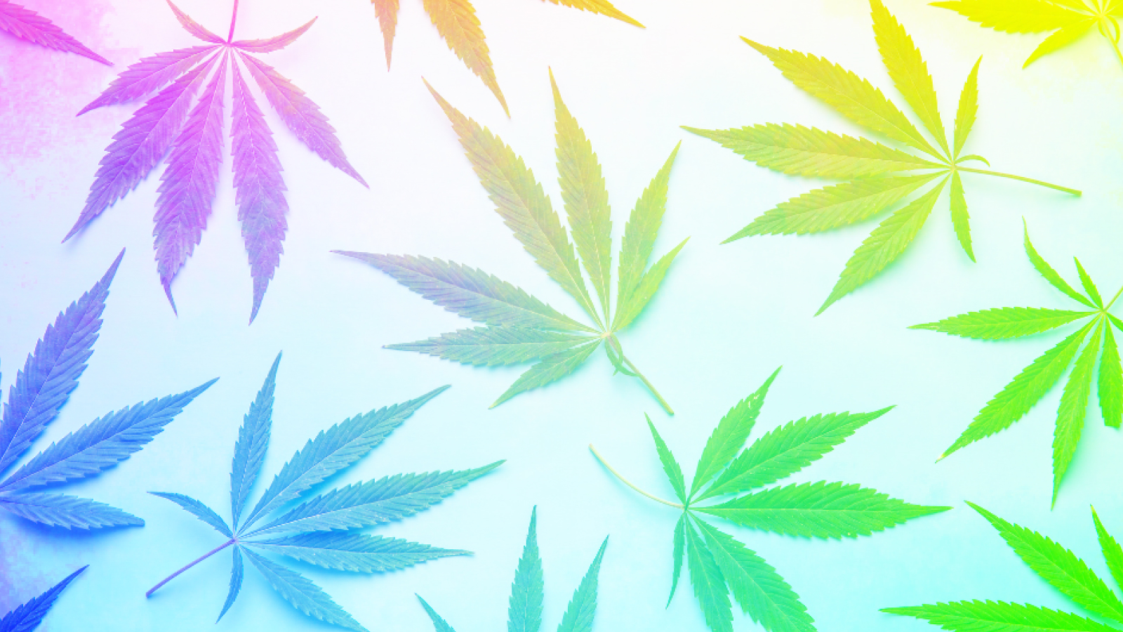 Celebrate Pride all year with these queer-owned cannabis brands